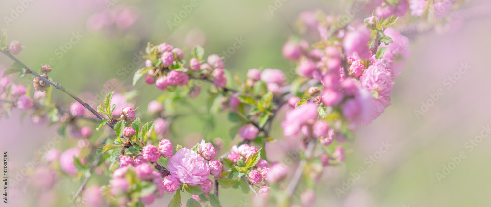 Blooming sakura tree in spring park. Pink flowers of blossoming cherry tree