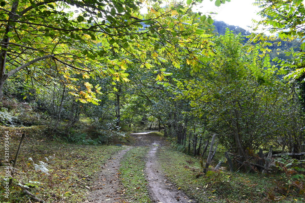 Forest road in the mountains