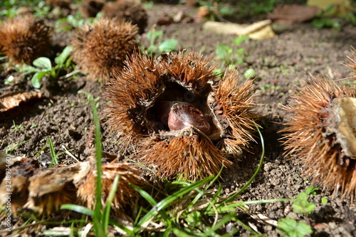 A chestnut in its shell lies on the ground