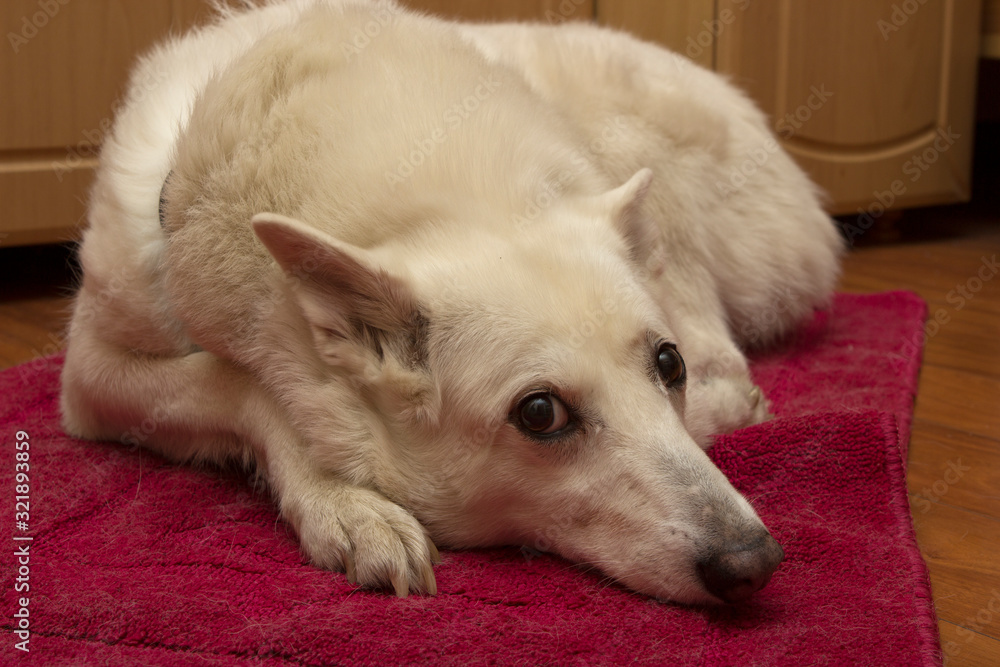 a white West Siberian Laika husky dog lies in an apartment on a red burgundy rug and looks melancholy with sad eyes. a white West Siberian Laika husky dog lies in an apartment on a red burgundy rug and looks melancholy with sad eyes.