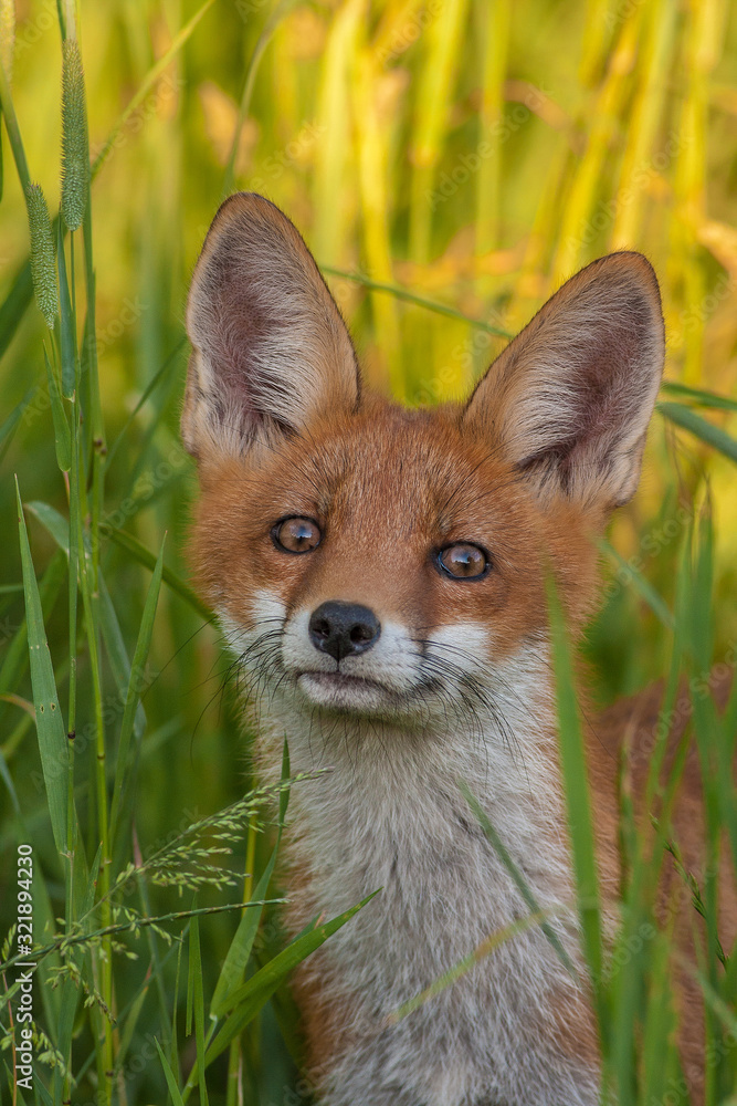 Naklejka premium Mammals - European Red Fox (Vulpes vulpes)