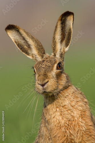 Foto Lepus. Wild European Hare ( Lepus Europaeus )