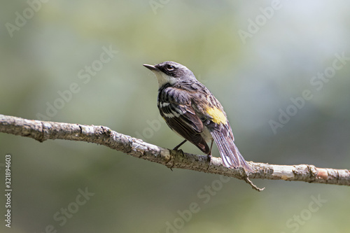 Horizontal close up of yellow-rumped warbler on tree branch