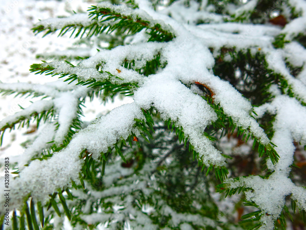 snow-covered fir trees in Russia for the New year in win