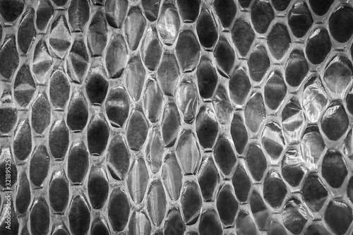 Shed snake skin scales in monochrome