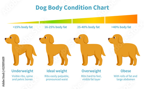 Dog body weight chart