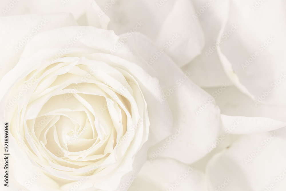 Soft focus, abstract floral background, white rose flower. Macro flowers backdrop for holiday brand design Soft focus, abstract floral background, white rose flower. Macro flowers backdrop for holiday brand design