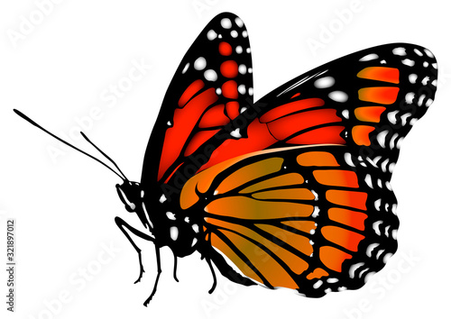The danaida monarch butterfly is the most unusual traveler in nature. Vector graphics.