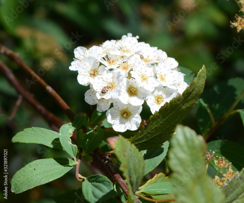 bumble bee and blooms photo