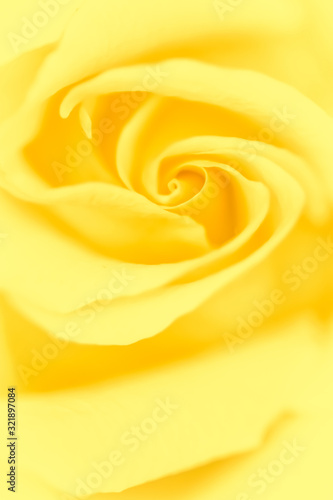 Soft focus  abstract floral background  yellow rose flower. Macro flowers backdrop for holiday brand design
