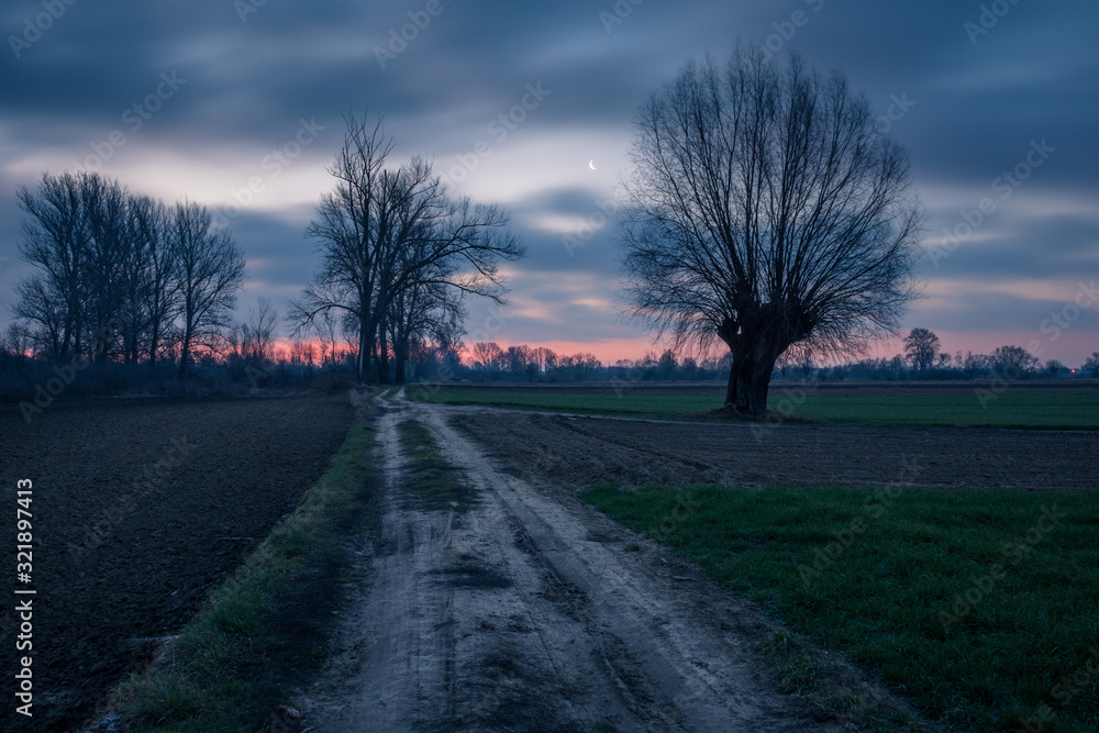Road in the field and lonely willow growing at night near Konstancin-Jeziorna, Masovia, Poland Road in the field and lonely willow growing at night near Konstancin-Jeziorna, Masovia, Poland