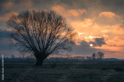 Sunrise over the lonely willow on the field near Konstancin-Jeziorna, Masovia, Poland