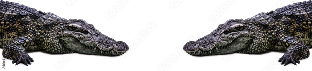 Obraz premium crocodile isolated on white
