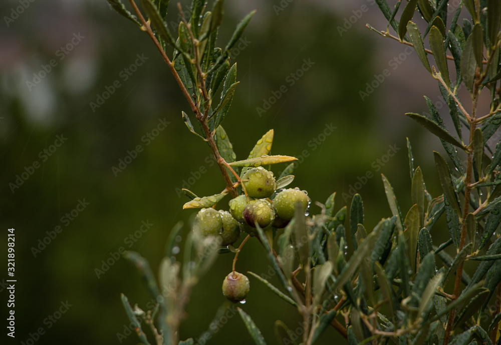 Fototapeta premium aceitunas