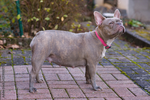 Fotografie Lilac brindle French Bulldog dog pregnant for 8 weeks with big belly