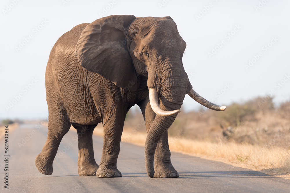 Fototapeta Słoń na pustyni, słoń afrykański na pustyni