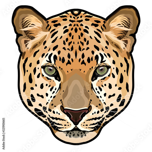 Leopard head in vector, Panthera pardus, big cat, wild animal