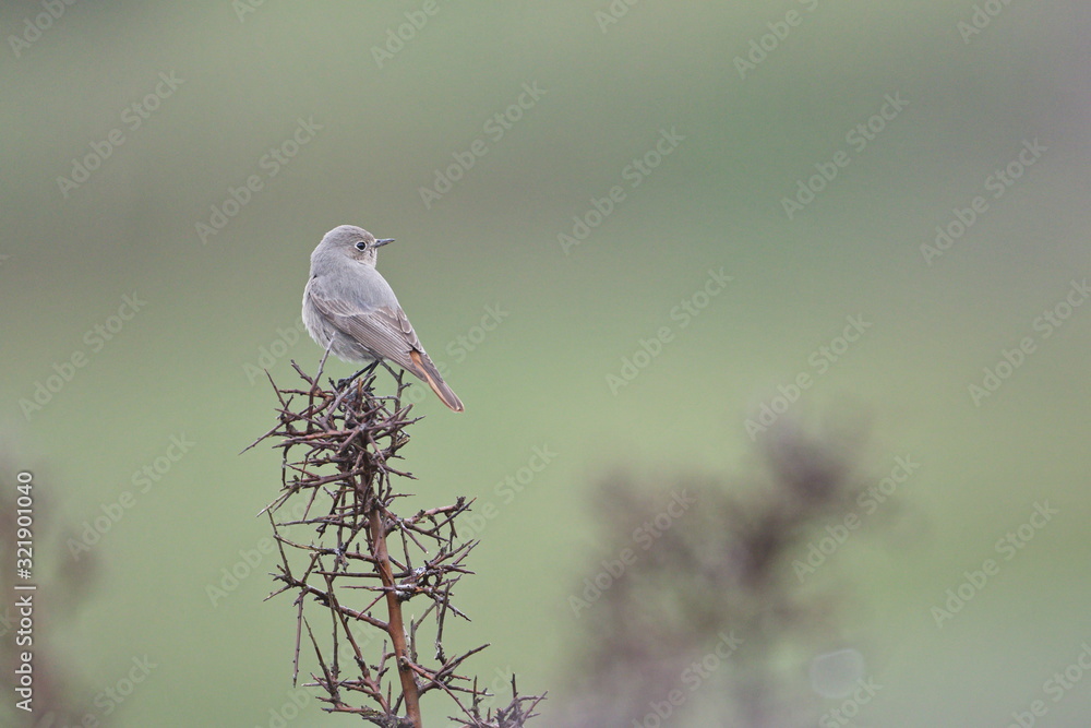 Larrabetzu, Bizkaia/Spain; Feb. 09, 2020. Rainny day in the field. Female Black redstart (Phoenicurus ochruros) in a blackthorn (Prunus spinosa) bush in winter. Larrabetzu, Bizkaia/Spain; Feb. 09, 2020. Rainny day in the field. Female Black redstart (Phoenicurus ochruros) in a blackthorn (Prunus spinosa) bush in winter.