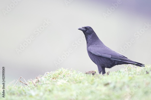 Larrabetzu, Bizkaia/Spain; Feb. 09, 2020. Rainny day in the field. Carrion crow ( Corvus corone) in a field in winter. photo