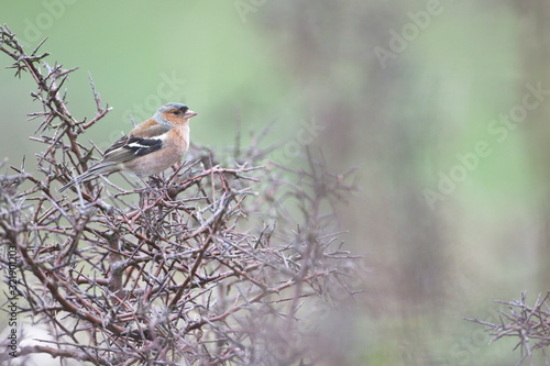 Larrabetzu, Bizkaia/Spain; Feb. 09, 2020. Rainny day in the field. Common chaffinch (Fringilla coelebs) in dry brambles after winter. photo