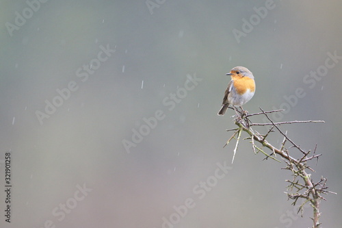 Larrabetzu, Bizkaia/Spain; Feb. 09, 2020. Rainny day in the field. European robin (Erithacus rubecola) in a blackthorn (Prunus spinosa) bush in winter. photo