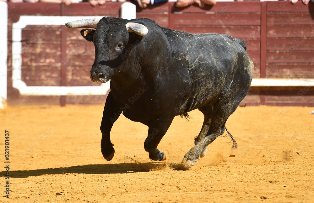 toro español en una plaza de toros toro español en una plaza de toros