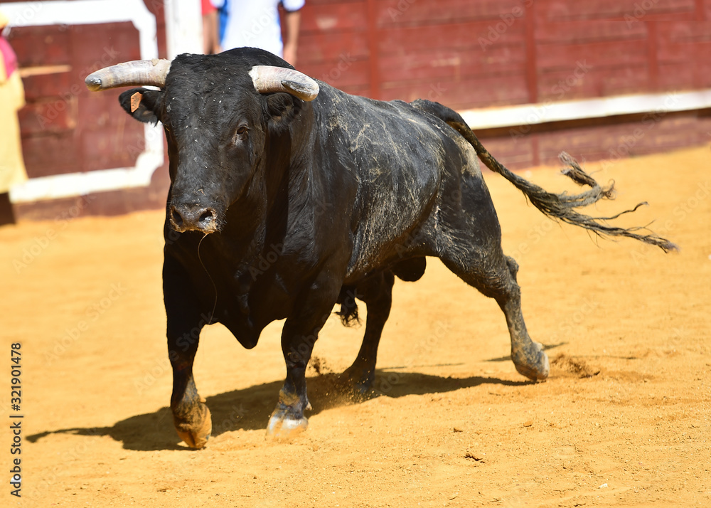 a strong bull running on a traditional spectacle of bullfight a strong bull running on a traditional spectacle of bullfight