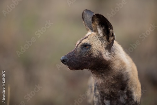 Obraz na plátně Closeup shot of an african wild dog with a blurred background
