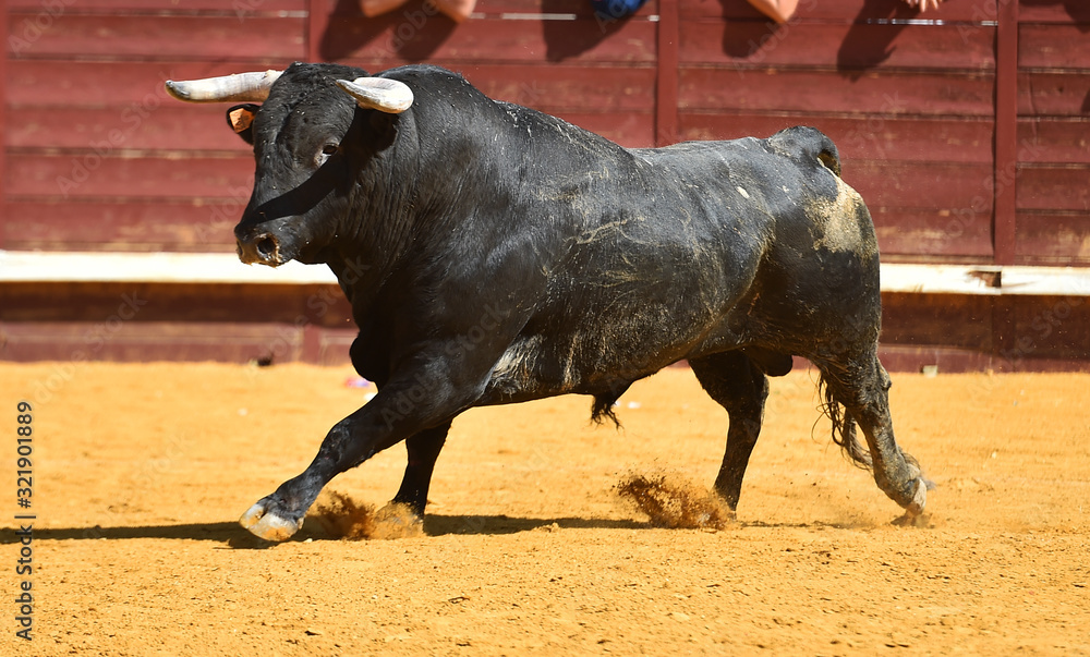 toro español con grandes cuernos toro español con grandes cuernos