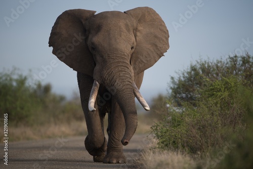 Photography Beautiful shot of an african elephant walking on the road with a blurred backgro