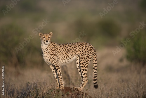 Beautiful cheetah hunting for prey with a blurred background