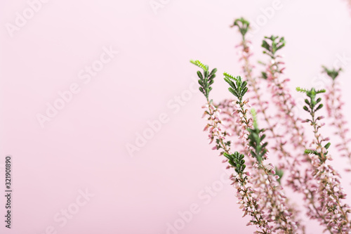 Beautiful pink heather flowers background for wedding or love greetings