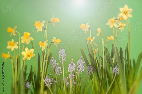 Narcissus and muscari on a green background