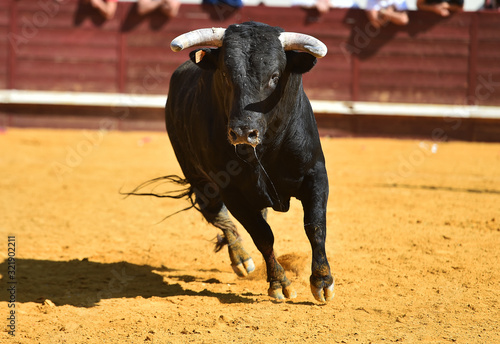 toro bravo español con grandes cuernos © alberto