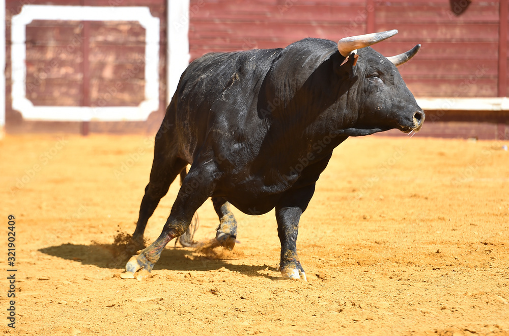 toro español en una plaza de toros toro español en una plaza de toros