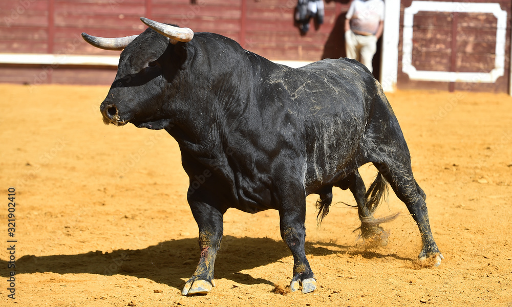 toro bravo español con grandes cuernos toro bravo español con grandes cuernos