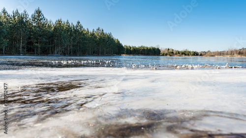 The frozen coastline of a blue lake with clear ice, clear sky and trees on the horizon. Grass near the shore under thin ice. Nature abstraction background