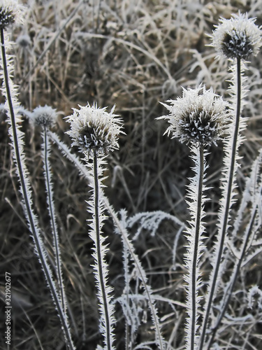 Winter flowers.