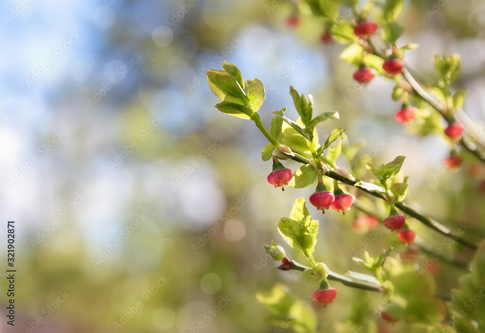 blueberry flowers on a bright background blueberry flowers on a bright background
