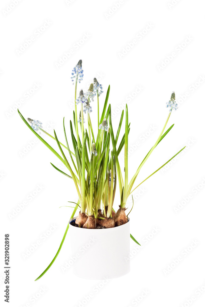 Fototapeta premium Muscari in the white pot isolated on a white background