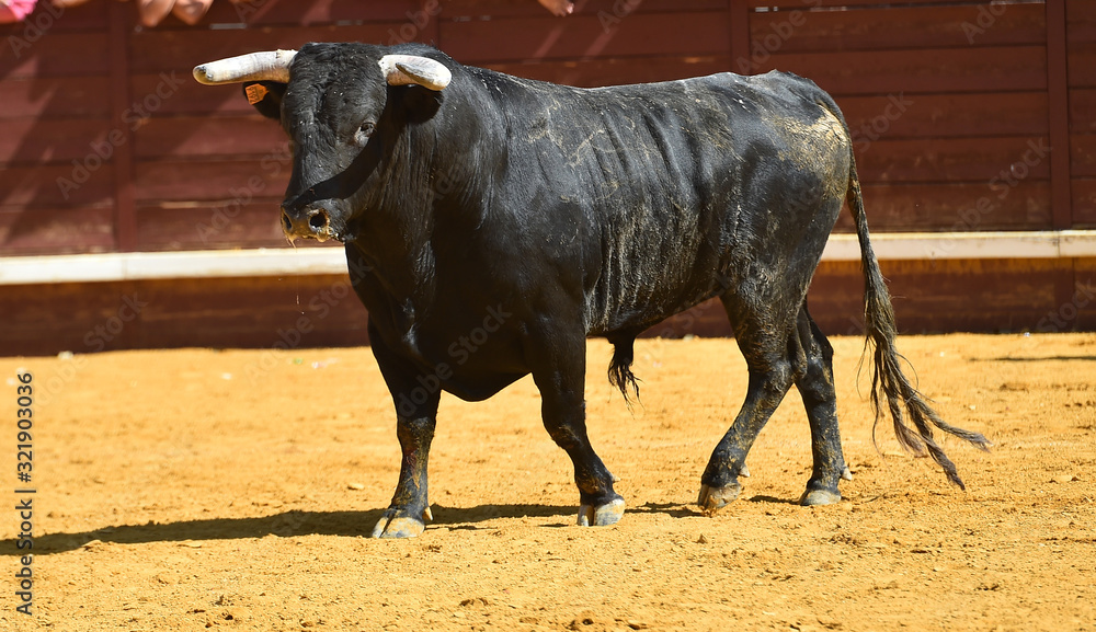 toro bravo español con grandes cuernos toro bravo español con grandes cuernos
