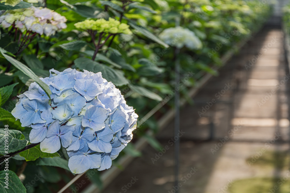 Growing hydrangeas in a huge greenhouse Growing hydrangeas in a huge greenhouse
