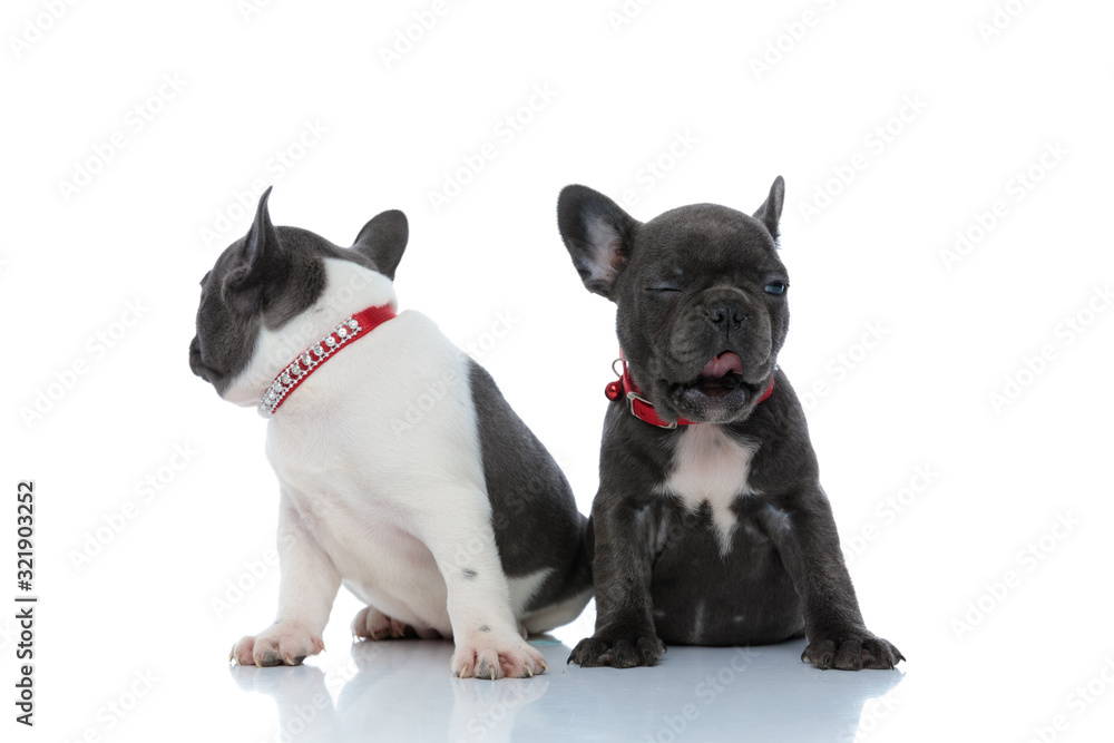 Two sleepy French bulldog puppies looking away and yawning