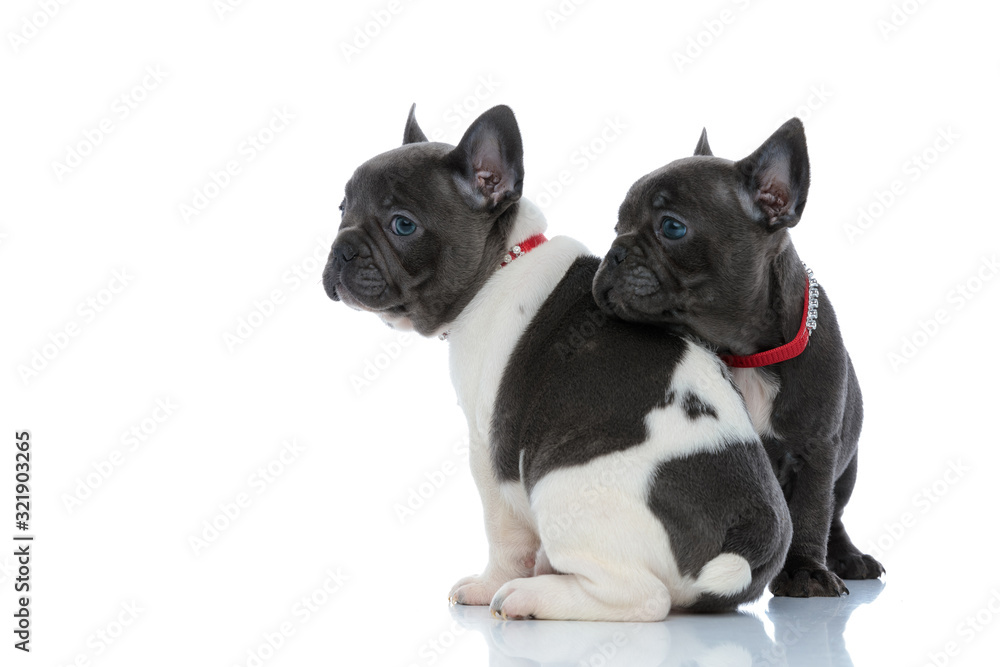 Side view of 2 hopeful French bulldogs cubs looking away