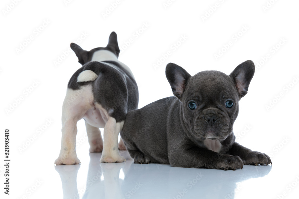 Rear view of a French bulldog standing behind his sibling