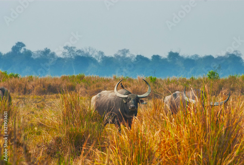 Grazing water buffaloes in Kaziranga National Park, India
