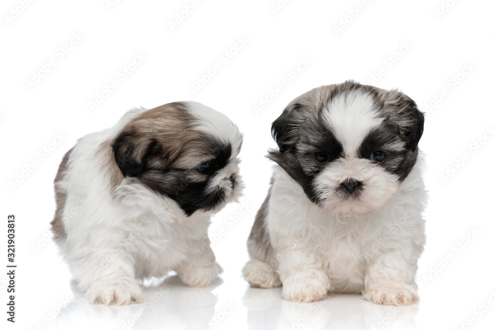 Lovely Shih Tzu puppies playing and looking around