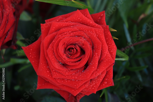 Red wet rose