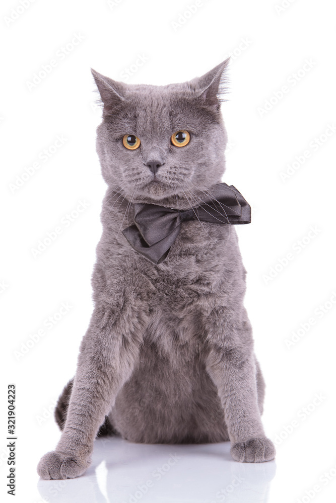 Lovely British Shorthair cat wearing bowtie while sitting