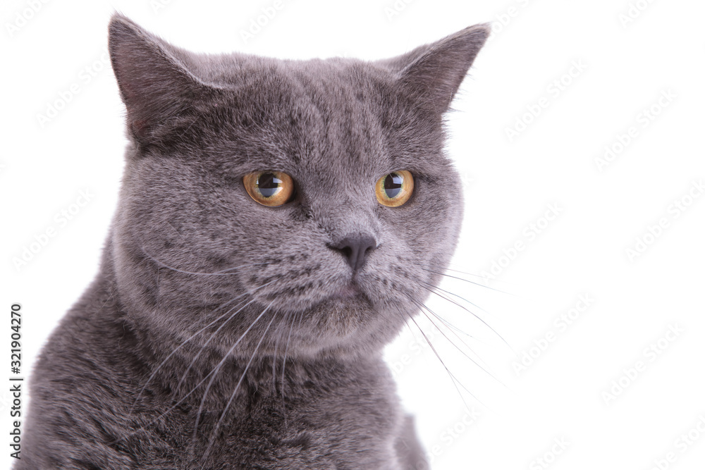 Close up of an upset British Shorthair cat frowning